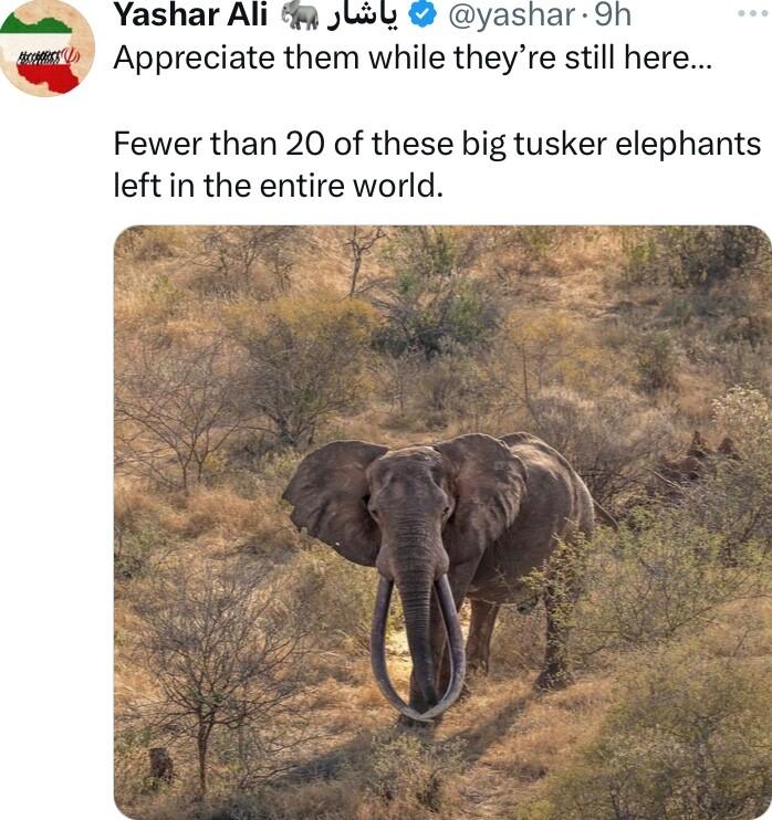 Yashar Ali Il ashar 9h Appreciate them while theyre still here Fewer than 20 of these big tusker elephants leftin the entire world