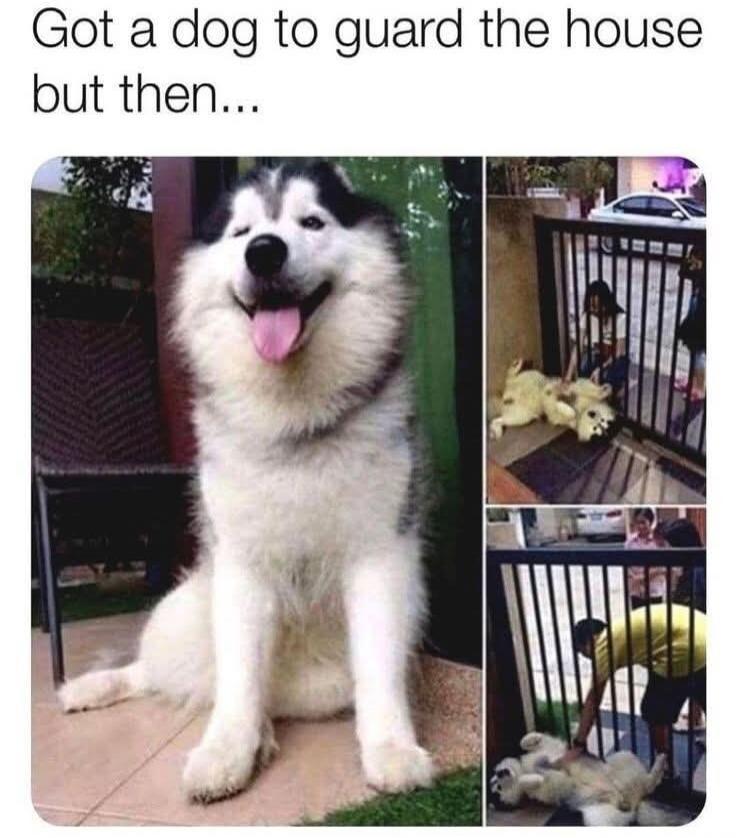 Got a dog to guard the house but then... The image shows a large, fluffy dog, likely a husky or malamute, smiling with its tongue out. In two smaller panels on the right, the same dog is seen lying on its back, getting belly rubs from people through a gate, implying it's not a very effective guard dog due to its friendly nature.