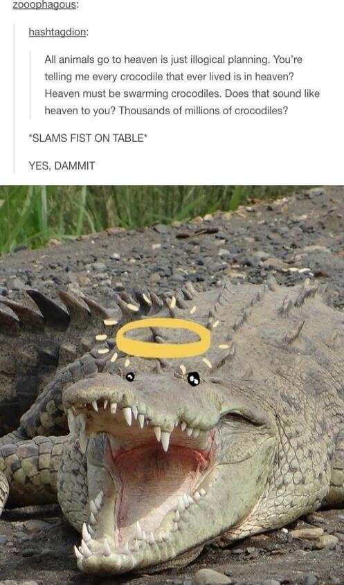 hashtagdion All animals go to heaven is just iliogical planning Youre telling me every crocodile that ever lived is in heaven Heaven must be swarming crocodiles Does that sound like heaven to you Thousands of millons of crocodiles SLAMS FIST ON TABLE YES DAMMIT