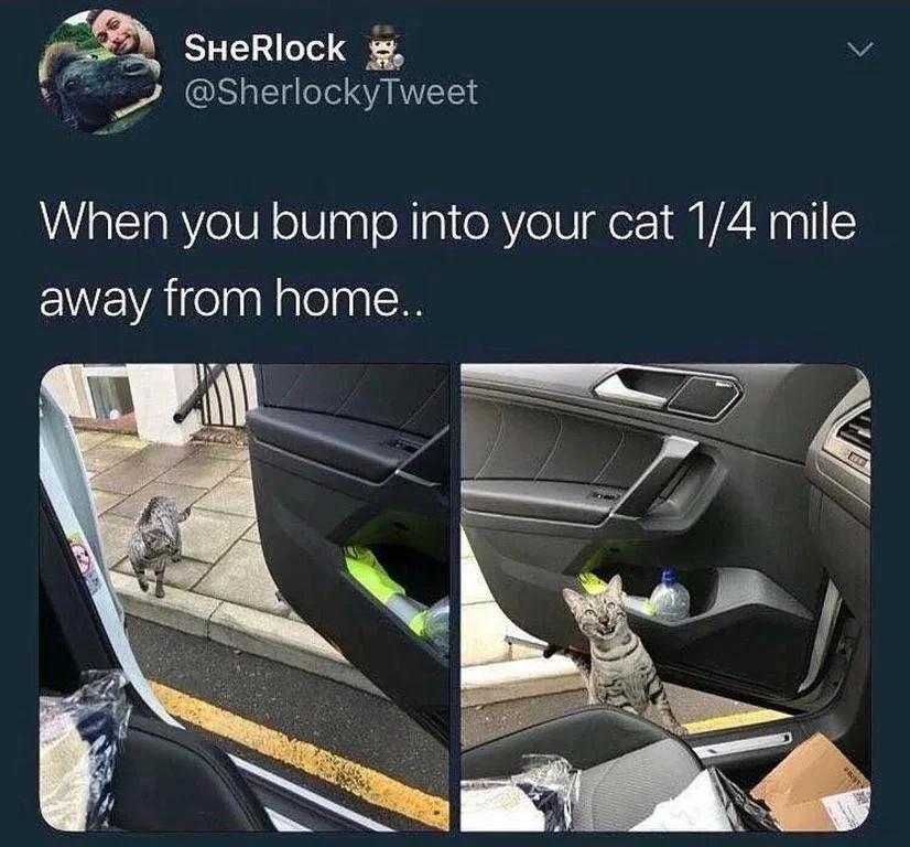 e L v 1 SherlockyTweet When you bump into your cat 14 mile ENEVAGelnaleln