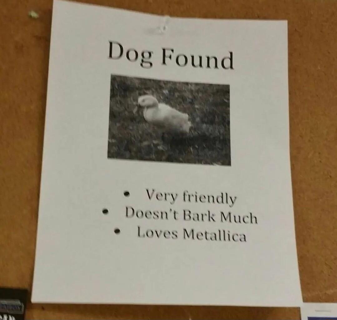 Very friendly Doesnt Bark Much Loves Metallica