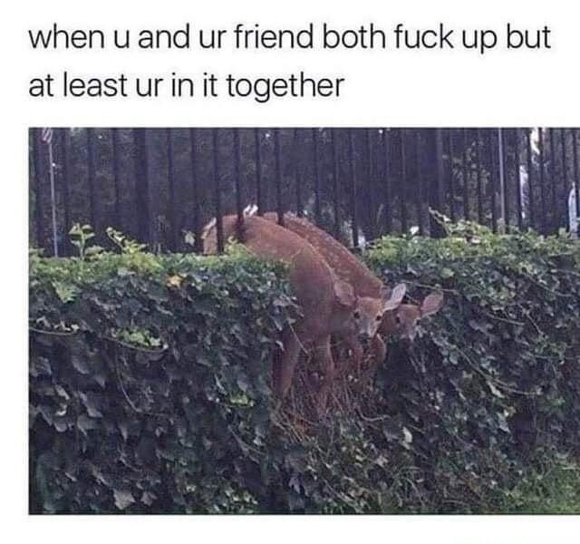 when u and ur friend both fuck up but at least ur in it together
