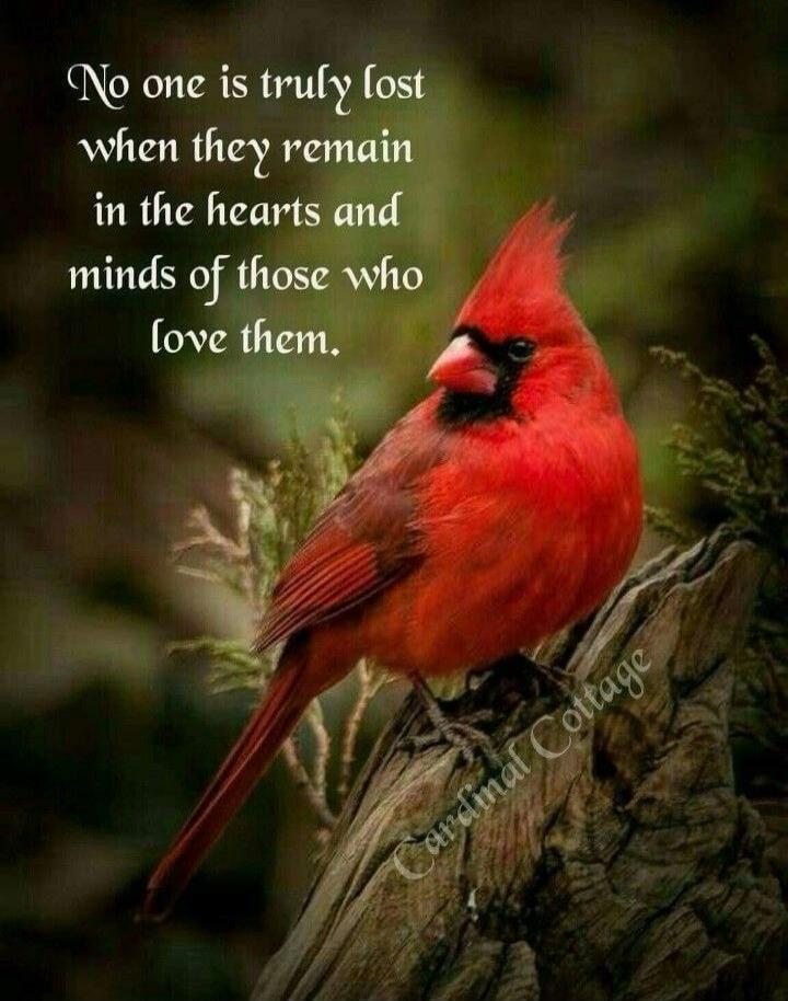 No one is truly lost when they remain in the hearts and minds of those who love them. Cardinal Cottage