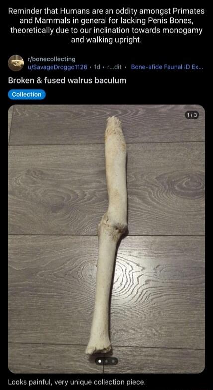 Reminder that Humans are an oddity amongst Primates and Mammals in general for lacking Penis Bones, theoretically due to our inclination towards monogamy and walking upright. Broken & fused walrus baculum. Looks painful, very unique collection piece.