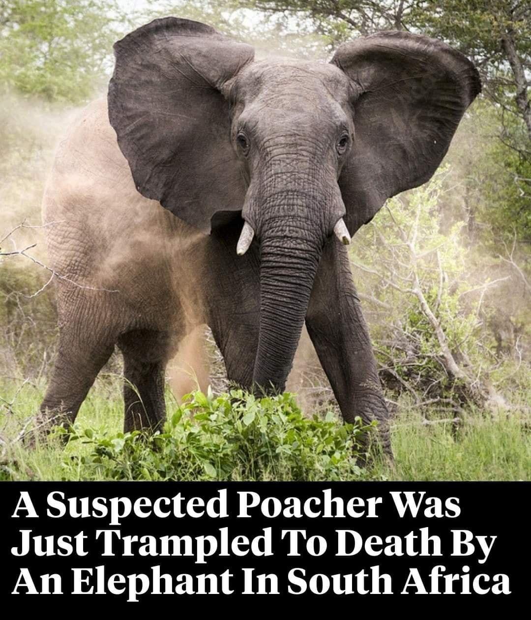 A Suspected Poacher Was Just Trampled To Death By An Elephant In South Africa