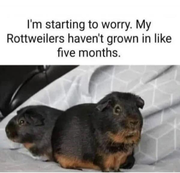 I'm starting to worry. My Rottweilers haven't grown in like five months.