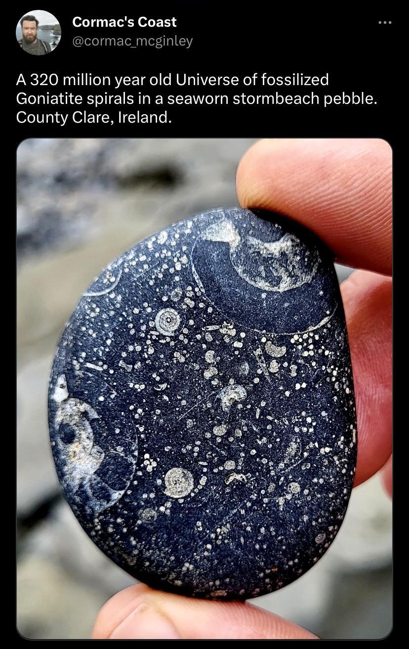 Cormacs Coast cormac_mcginley A 320 million year old Universe of fossilized Goniatite spirals in a seaworn stormbeach pebble County Clare Ireland