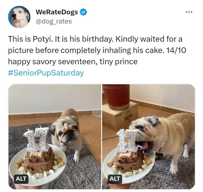 WeRateDogs dog rates This is Potyi Itis his birthday Kindly waited for a picture before completely inhaling his cake 1410 happy savory seventeen tiny prince SeniorPupSaturday