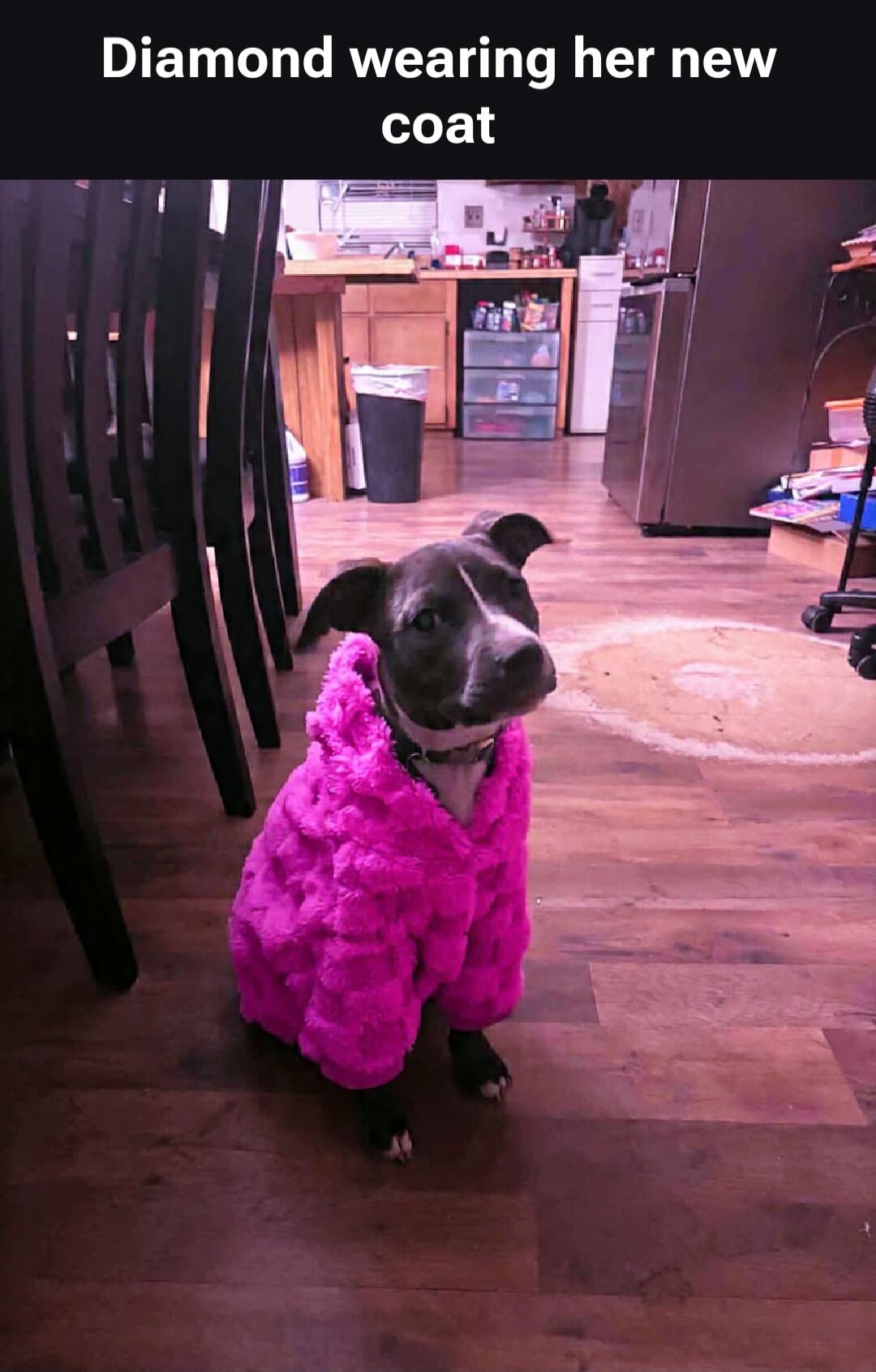 Diamond wearing her new coat