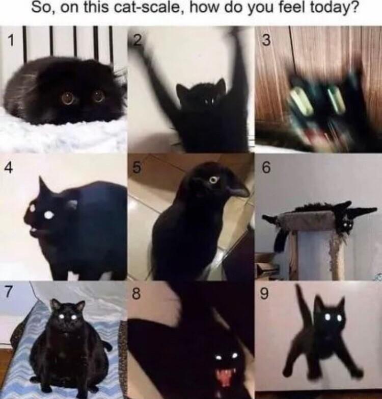 S0 on this cat scale how do you feel today