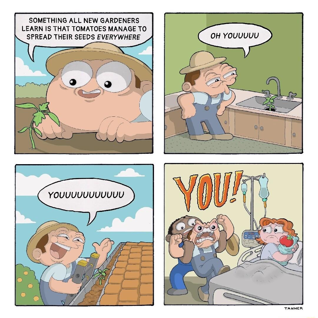 SOMETHING ALL NEW GARDENERS LEARN IS THAT TOMATOES MANAGE TO