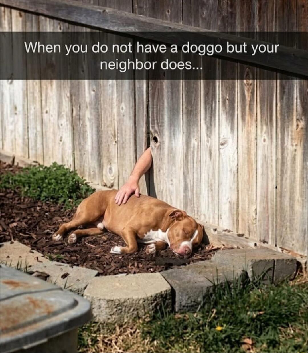 When you do not have a doggo but your neighbor does...