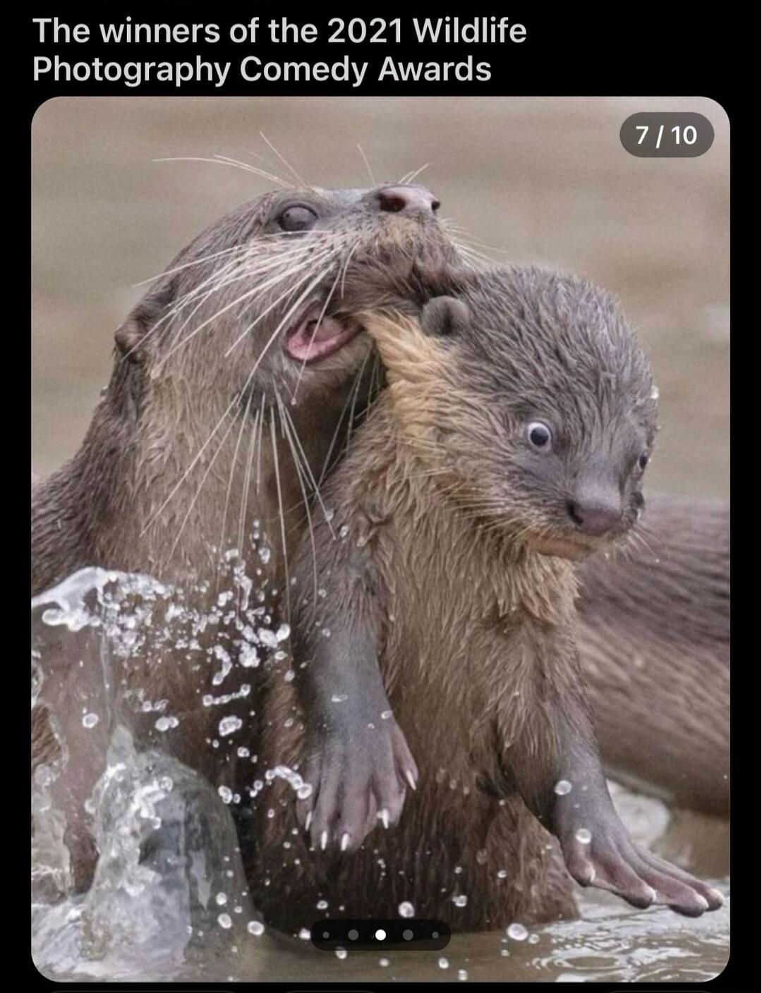 The winners of the 2021 Wildlife Photography Comedy Awards
