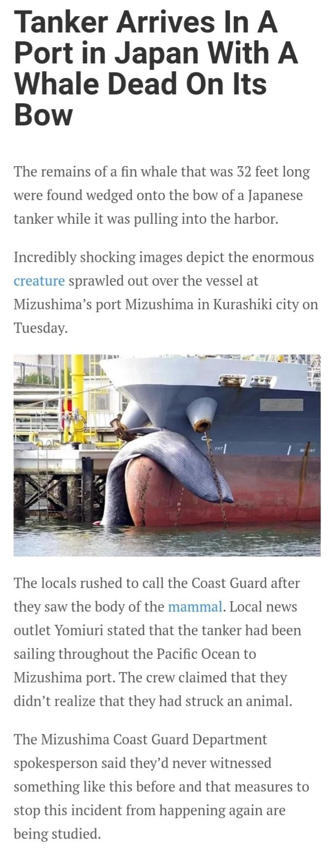 Tanker Arrives In A Port in Japan With A Whale Dead On Its Bow The remains of a fin whale that was 32 feet long were found wedged onto the bow of a Japanese tanker while it was pulling into the harbor Incredibly shocking images depict the enormous creature sprawled out over the vessel at Mizushimas port Mizushima in Kurashiki city on Tuesday The locals rushed to call the Coast Guard after they saw