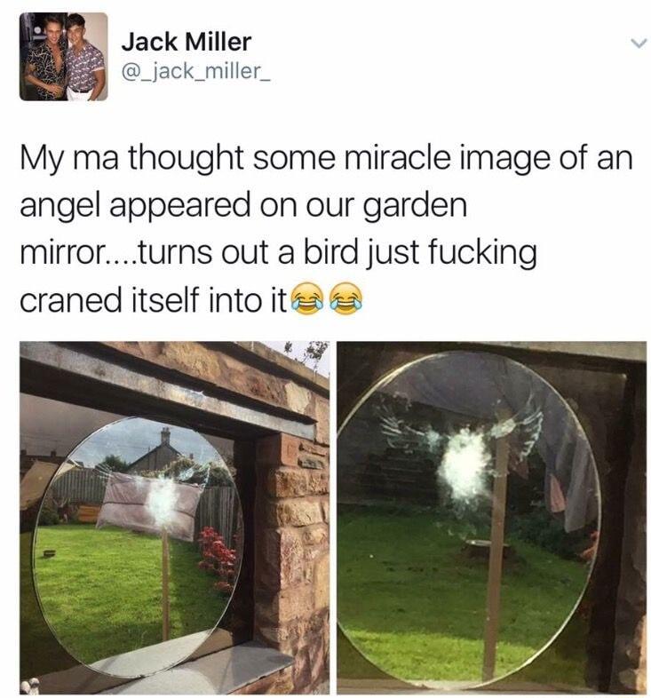 Jack Miller _jack_miller_ My ma thought some miracle image of an angel appeared on our garden mirrorturns out a bird just fucking craned itself into it
