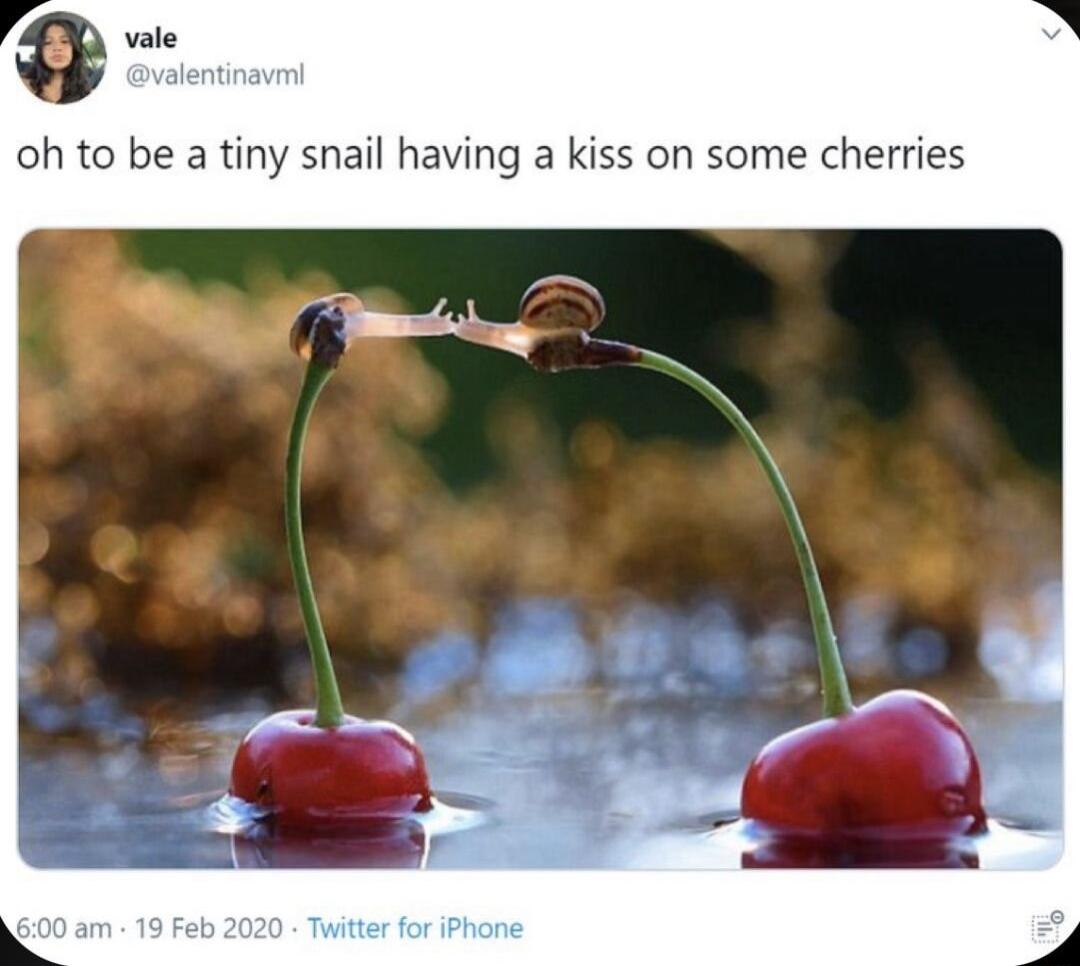 oh to be a tiny snail having a kiss on some cherries