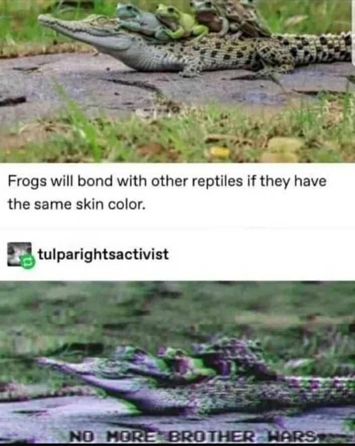 Frogs will bond with other reptiles if they have the same skin color Etulparightsactivist