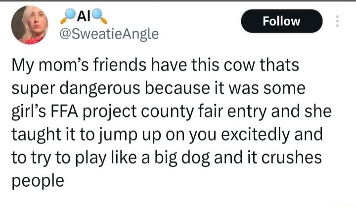 SR Follow SweatieAngle My moms friends have this cow thats super dangerous because it was some girls FFA project county fair entry and she taught it to jump up on you excitedly and to try to play like a big dog and it crushes people