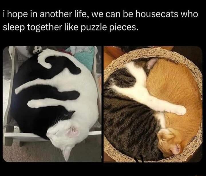 ihope in another life we can be housecats who sleep together like puzzle pieces