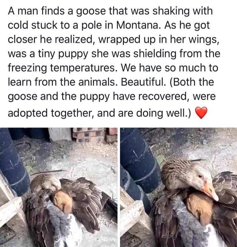 A man finds a goose that was shaking with cold stuck to a pole in Montana As he got closer he realized wrapped up in her wings was a tiny puppy she was shielding from the freezing temperatures We have so much to learn from the animals Beautiful Both the goose and the puppy have recovered were adopted together and are doing well LN