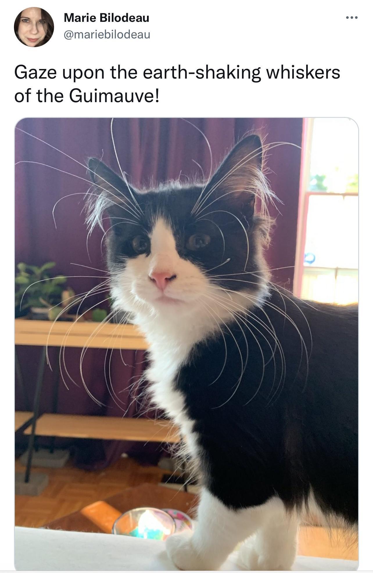 Gaze upon the earth shaking whiskers of the Guimauve