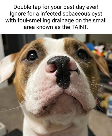 Double tap for your best day ever Ignore for a infected sebaceous cyst with foul smelling drainage on the small area known as the TAINT
