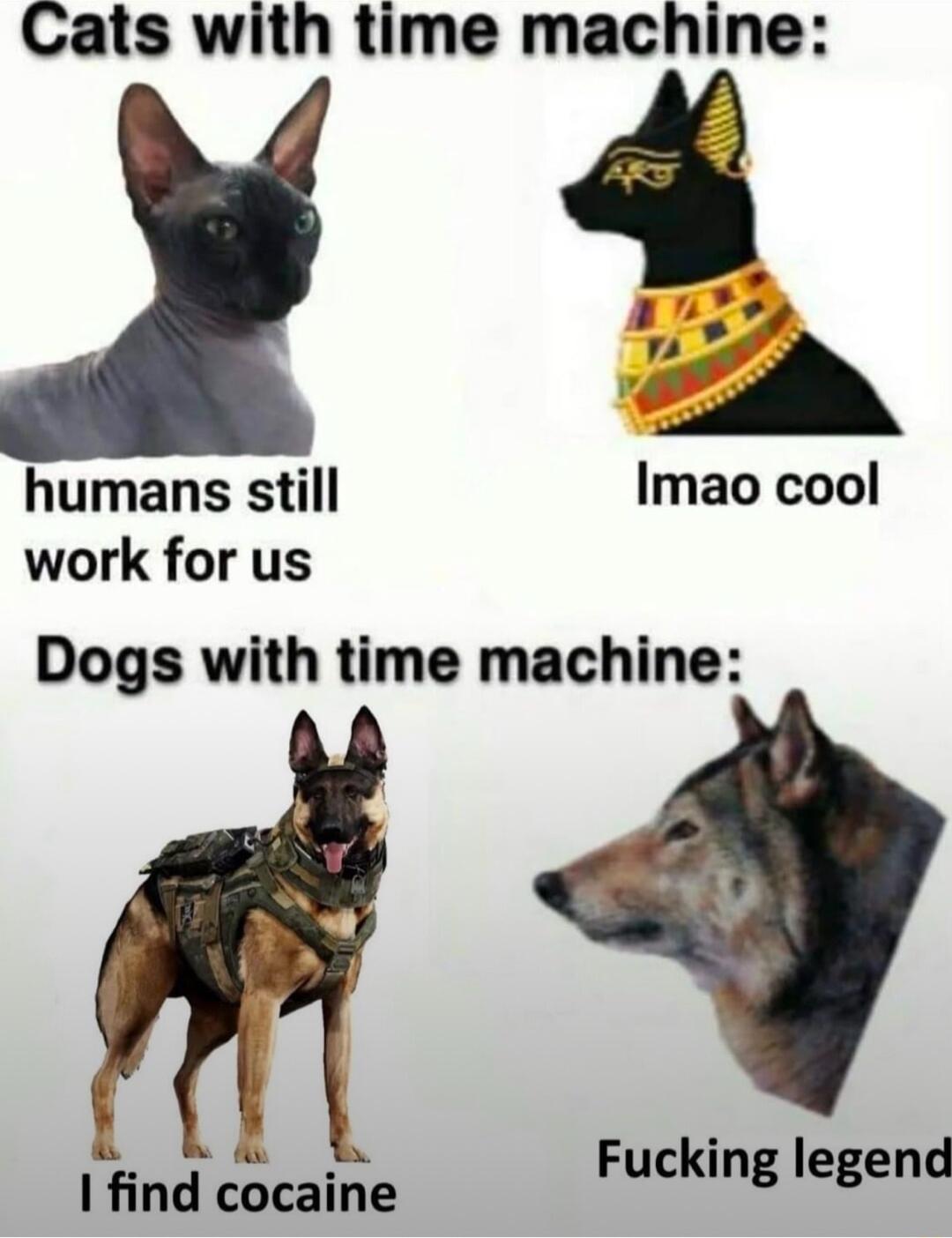 Cats with time machine humans still Imao cool work for us Dogs with time machine lhn Hdepaaina Fucking legend