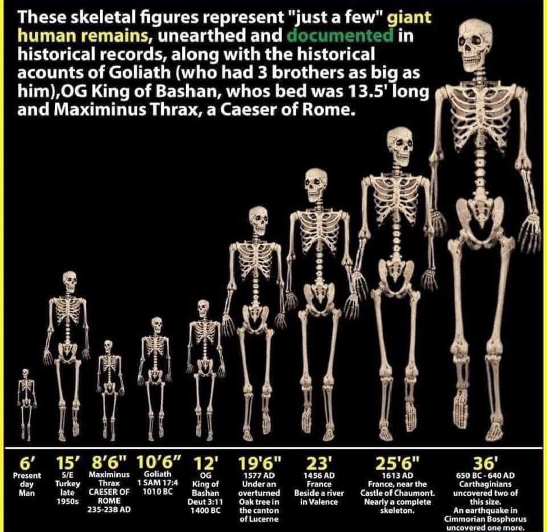 These skeletal figures represent just a few um human remains unearthed and ocumente historical records along with the historical acounts of Goliath who had 3 brothers as big as Rim0G King of Bashan whos bed was 135long and Maximinus Thrax a Caeser of Rome 15 196 23 25