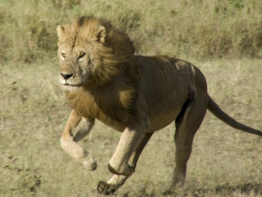 A lion is running across a savannah.