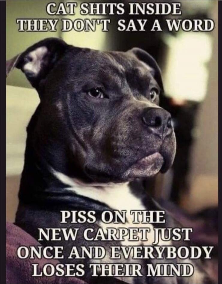 CAT SHITS INSIDE THEY DON'T SAY A WORD PISS ON THE NEW CARPET JUST ONCE AND EVERYBODY LOSES THEIR MIND