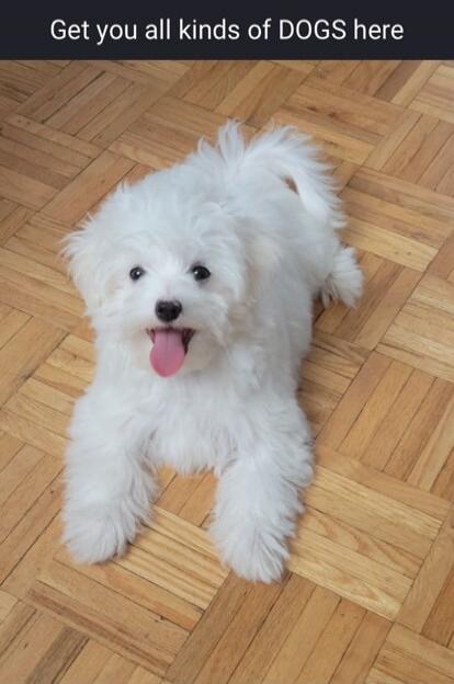 Get you all kinds of DOGS here