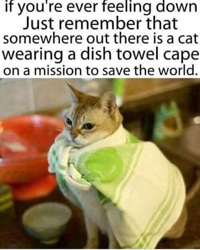 IT youre ever feeling down Just remember that somewhere out there is a cat wearing a dish towel cape on a mission to save the world b 5