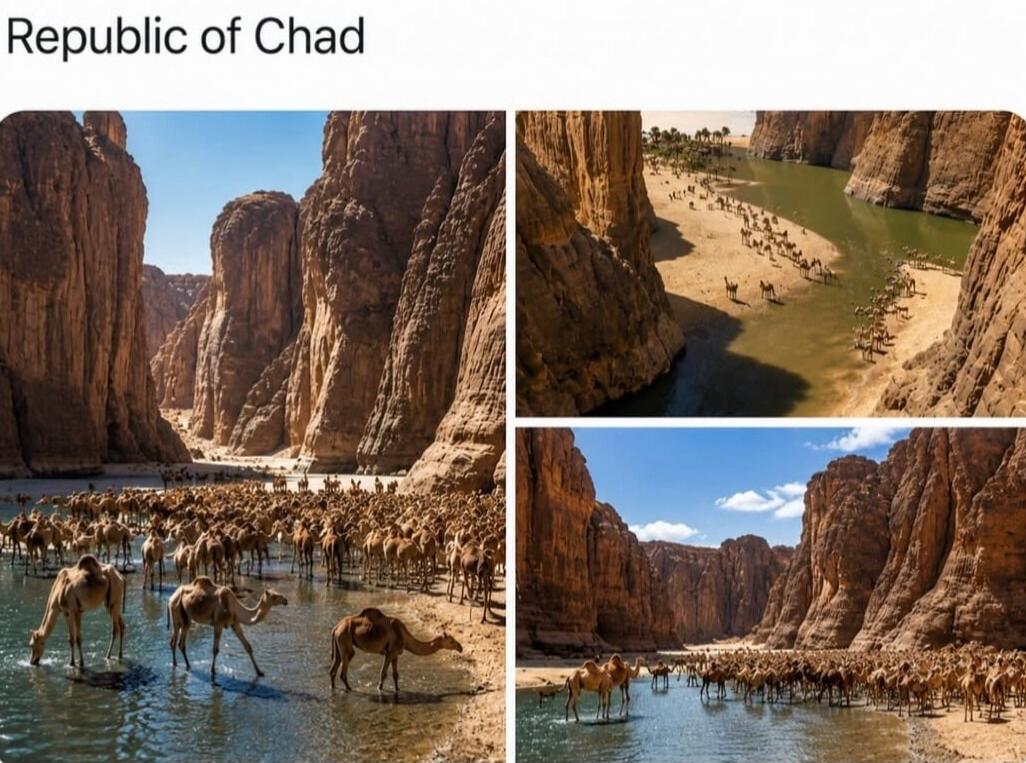 Republic of Chad. A large herd of camels gathered in a canyon with water, likely a wadi or river, in the Republic of Chad.