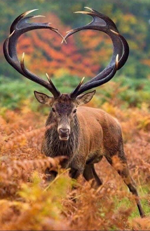 A majestic stag with antlers shaped like a heart.