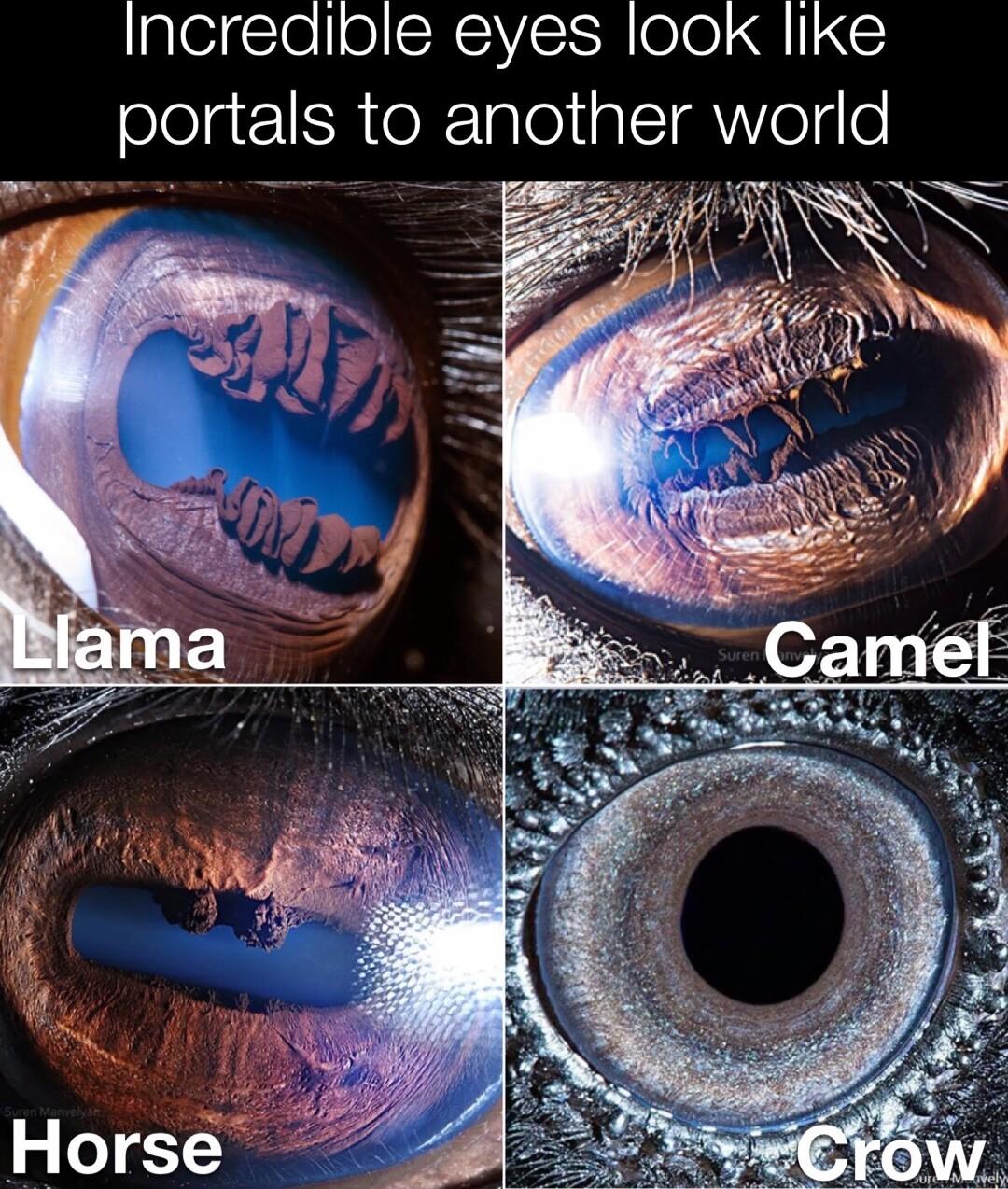 gleigsTelolSHSIYSISR o0 Q11 S elelgz1SR e R1glel Yol o Fi