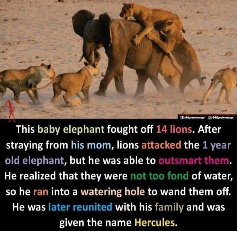 This baby elephant fought off 14 lions. After straying from his mom, lions attacked the 1 year old elephant, but he was able to outsmart them. He realized that they were not too fond of water, so he ran into a watering hole to wand them off. He was later reunited with his family and was given the name Hercules.