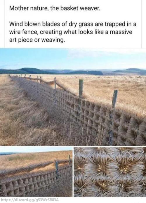 Mother nature the basket weaver Wind blown blades of dry grass are trapped in a wire fence creating what looks like a massive art piece or weaving