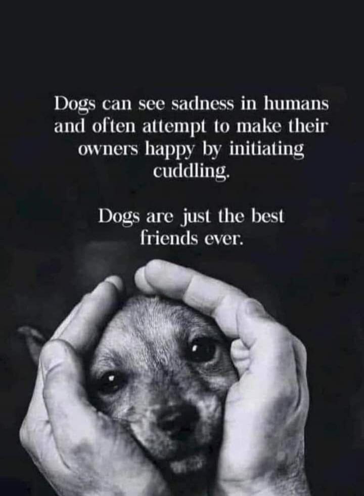 Dogs can see sadness in humans and often attempt to make their owners happy by initiating cuddling. Dogs are just the best friends ever.