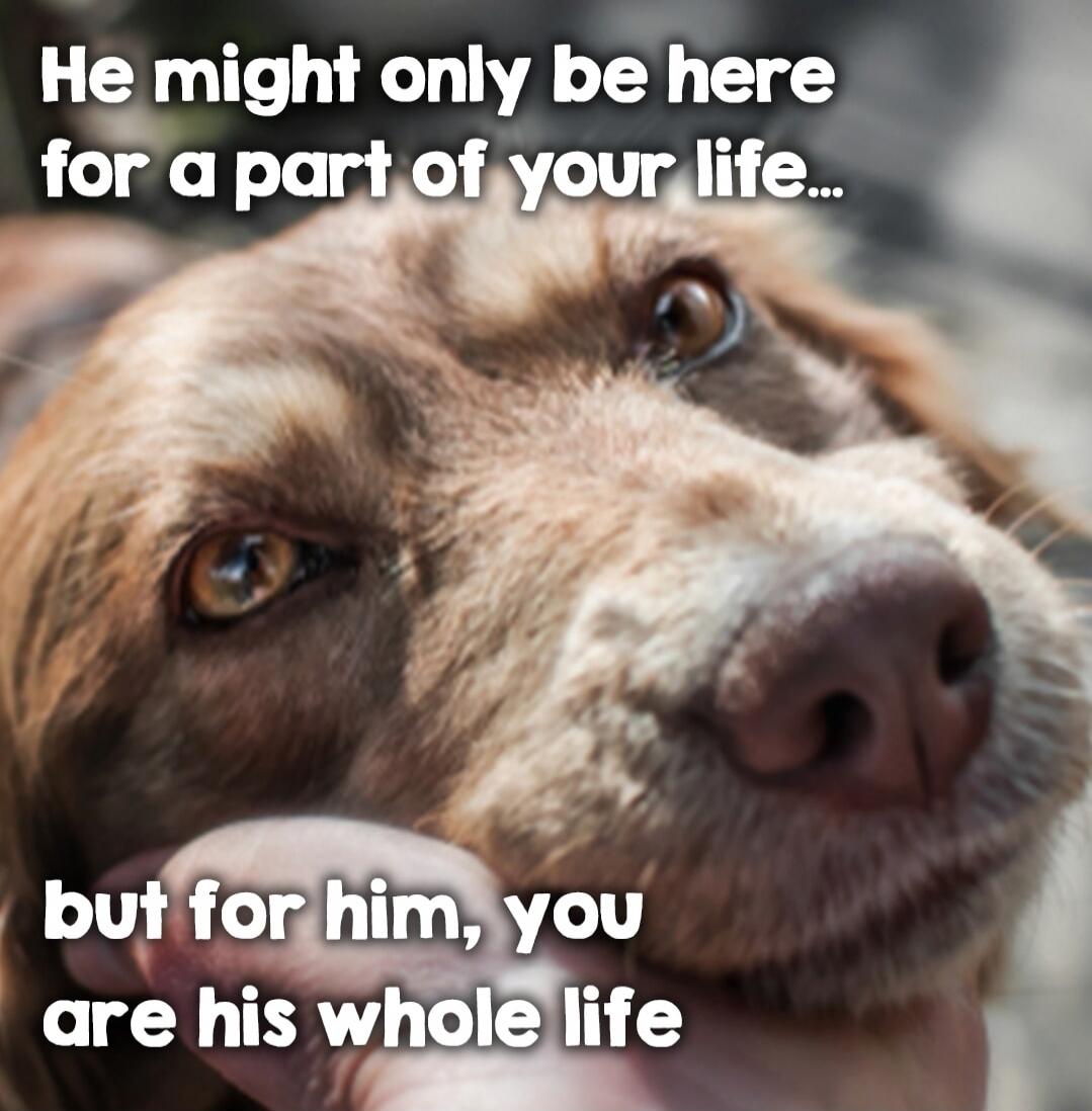 He might only be here for a part of your life... but for him, you are his whole life