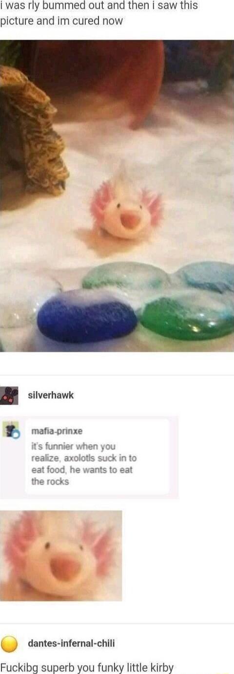 was rly bummed out and then saw this picture and im cured now silverhawk B mafiaprinxe funnier when you realize axolotls suck in to eat food he wants to eat the rocks dantes infernal chili Fuckibg superb you funky little kirby