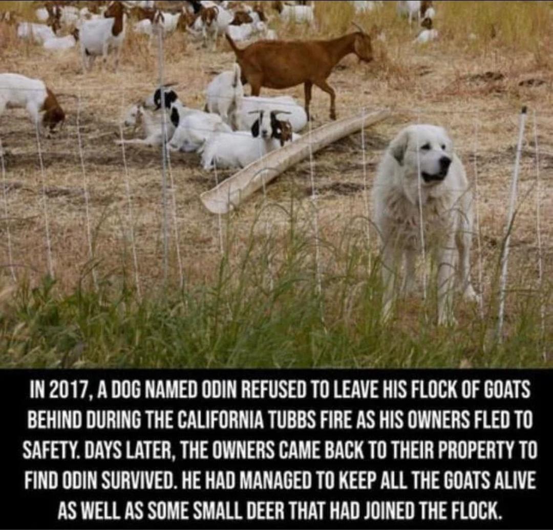 IN 2017 A DOG NAMED DDIN HEFUSEI 10 LEMIE HIS FLOBI 0F BUATS BEHIND DURING THE CALIFORNIA TUBBS FIRE AS HIS OWNERS FLED TO SAFETY DAYS LATER THE OWNERS CAME BACK TO THEIR PROPERTY TO FIND ODIN SURVIVED HE HAD MANAGED T0 KEEP ALL THE GOATS ALIVE AS WELL AS SOME SMALL DEER THAT HAD JOINED THE FLOCK