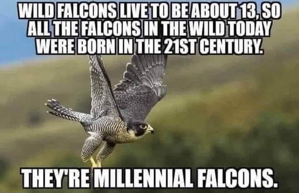 WILD FALCONS LIVE TO BE ABOUT 13, SO ALL THE FALCONS IN THE WILD TODAY WERE BORN IN THE 21ST CENTURY. THEY'RE MILLENNIAL FALCONS.