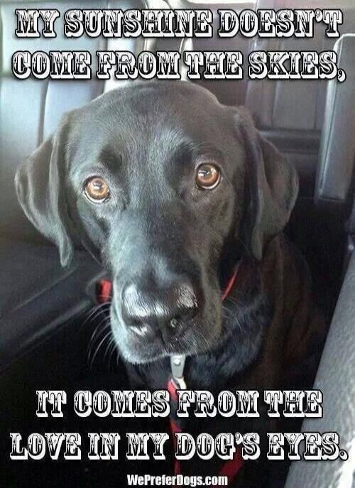 MY SUNSHINE DOESN'T COME FROM THE SKIES, IT COMES FROM THE LOVE IN MY DOG'S EYES.