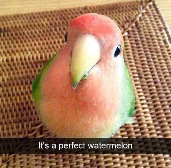 n 1 et A a LY SRR Its a perfect watermelon