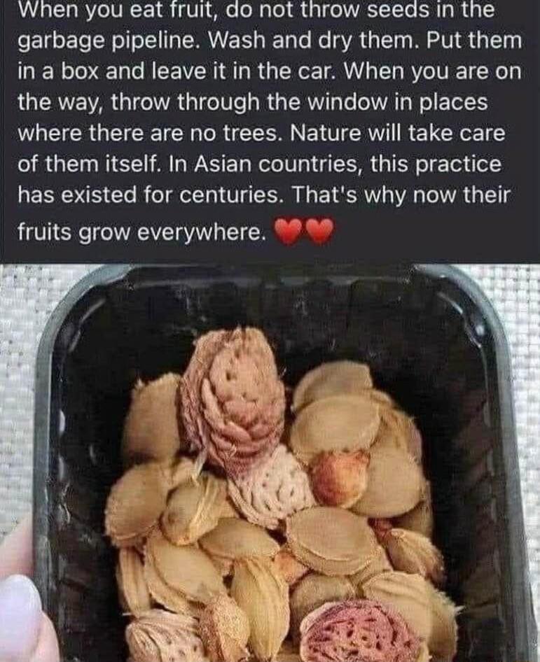 Whnen you eat fruit do not throw seeds in the garbage pipeline Wash and dry them Put them in a box and leave it in the car When you are on the way throw through the window in places where there are no trees Nature will take care of them itself In Asian countries this practice has existed for centuries Thats why now their fruits grow everywhere