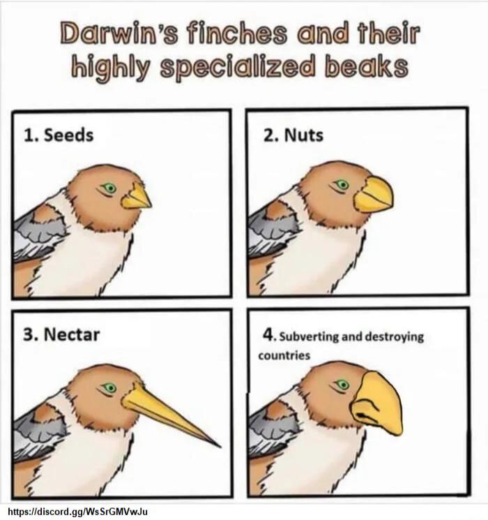 Darwins finches and their highly specialized beaks tpsciidiscordggWsSIGMVwdu