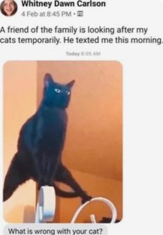 Whitney Dawn Earlson A friend of the family is looking after my cats temporarily He texted me this morning A a A What is wrong with your cat