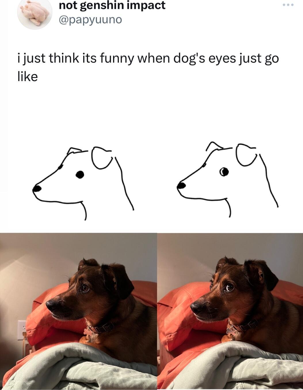 not genshin impact papyuuno ijust think its funny when dogs eyes just go like SN