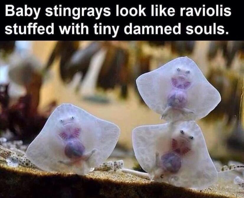 RS EVER G A L CREVTT T stuffed with tiny damned souls