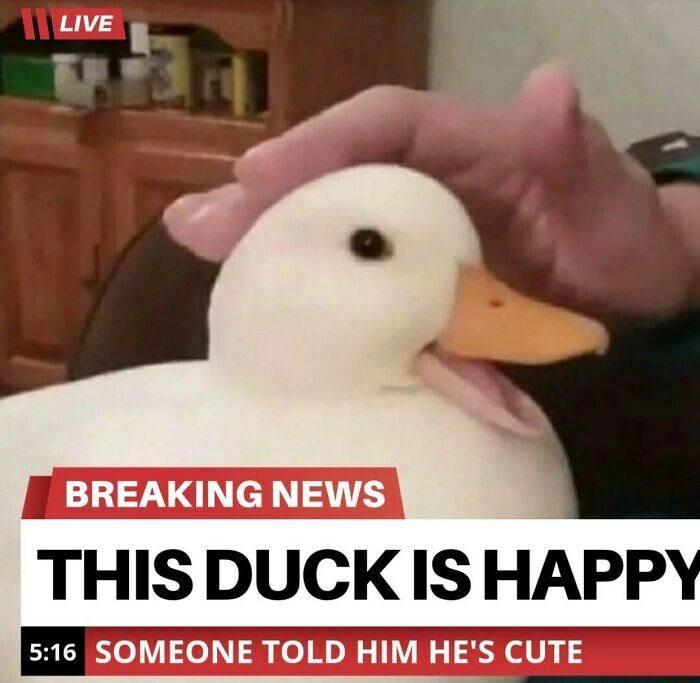 THIS DUCK IS HAPPY